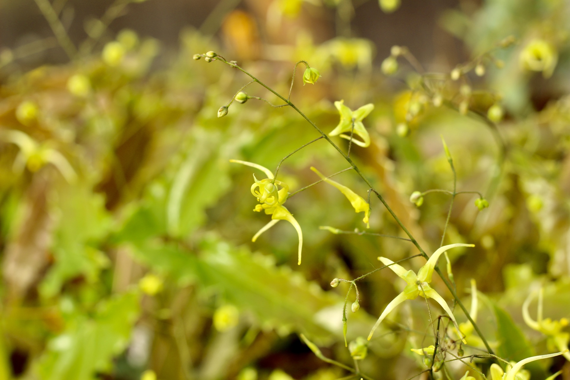 Epimedium Spine Tingler Haldjatiib Spine Tingler Sommerista