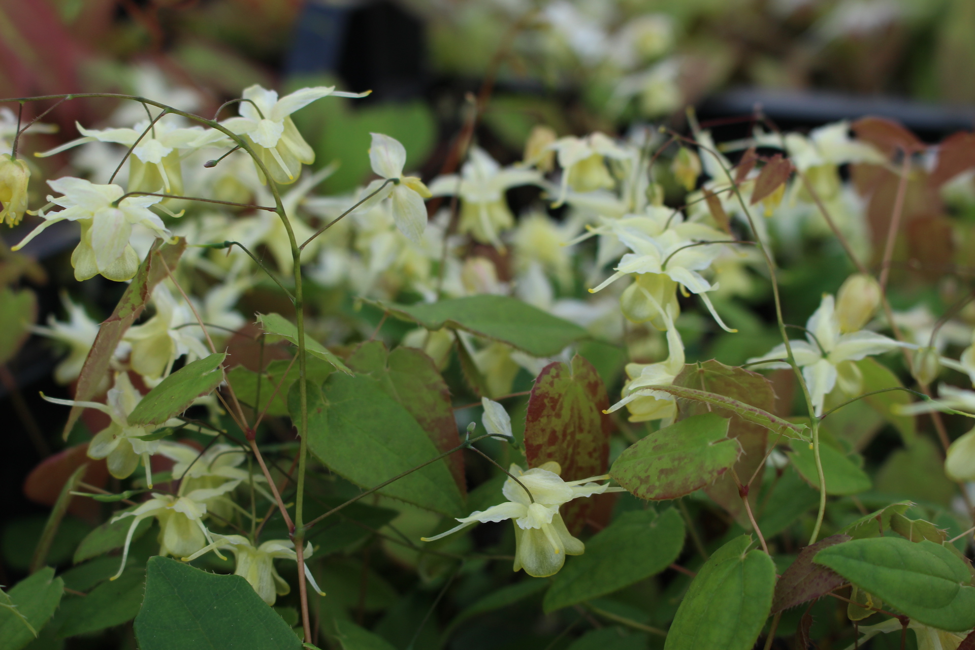 Epimedium 'Flowers of Sulphur' / haldjatiib 'Flowers of Sulphur
